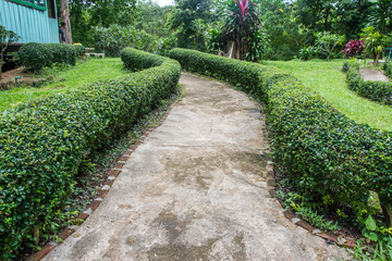 cement pathway middle of green leaf wall
