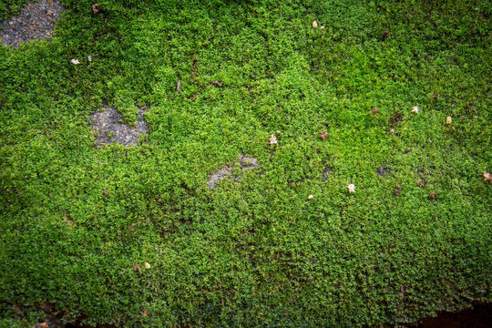 green mos background