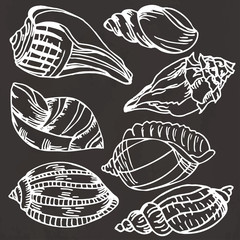 Sea shell collection. Vector set of hand drawn icons isolated on a black background