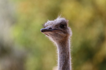 Avestruz