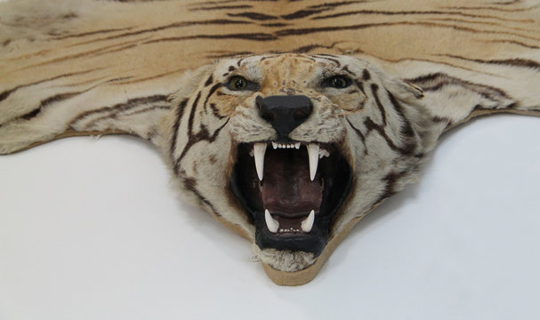 Fototapeta The Head and Skin of a Trophy Tiger Animal.