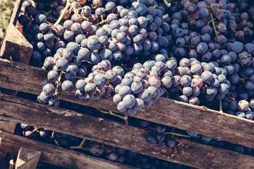 Grape Harvest