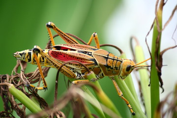 Tropical Hopper - Colorful Tropical Giant Florida Grasshopper