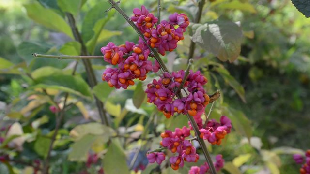 euonymus in the autumn coloring of foliage
