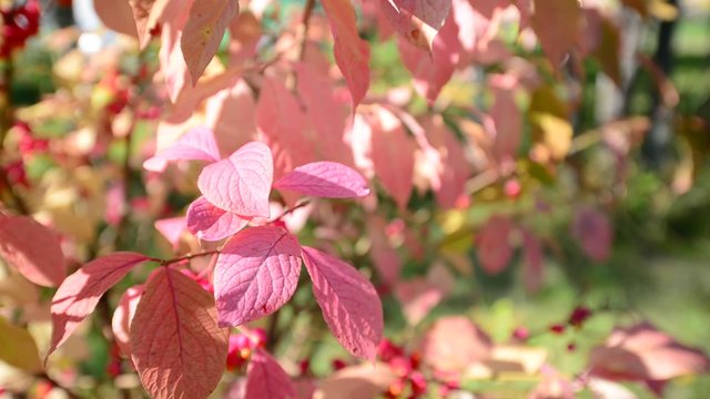 euonymus in the autumn coloring of foliage