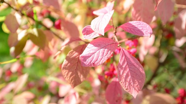 euonymus in the autumn coloring of foliage