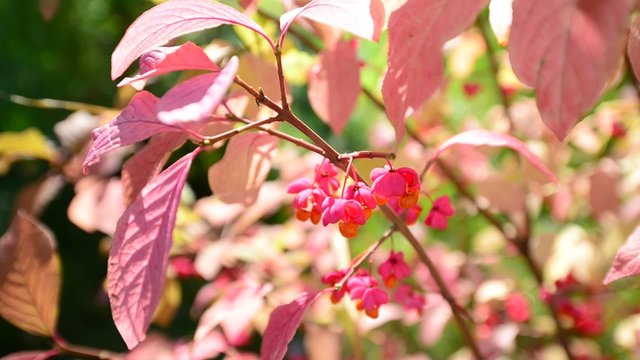 euonymus in the autumn coloring of foliage