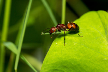Portrait of  Ant (without wings)  - Camponotus habereri