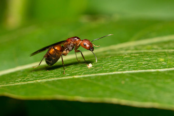 Portrait of  Ant (with wings)  - Camponotus habereri