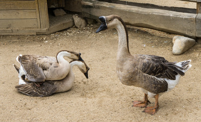goos mating reproducing geese birds