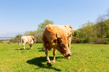 A curious dairy cow stands in her pasture/Dairy Cow/A curious da