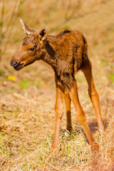 newborn calf moose stands on shaky legs