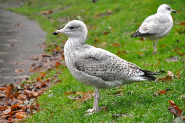Seagulls on the grass