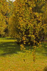 Naklejka premium Birch branches with autumn leaves in the Park.