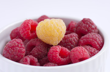A beautiful selection of freshly picked ripe red raspberries