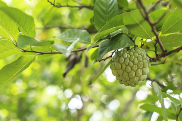 The raw sugar apple.