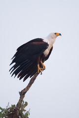 African fish eagle perched on top branch