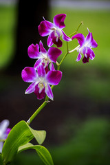 Orchid flowers are blooming.