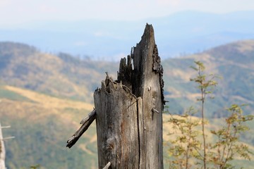 kikut 2 © skg1970