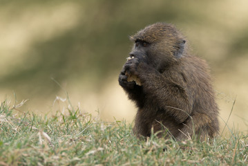 Baby baboon in grass eating with paws