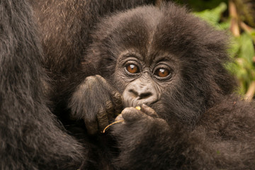 Baby gorilla held by mother chews branch