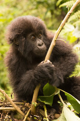 Obraz premium Baby gorilla looks up while holding branch