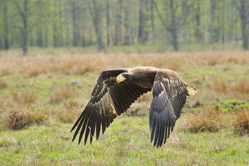 Junger Kamtschatka - Riesenseeadler