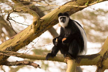 Black and white colobus monkey in tree