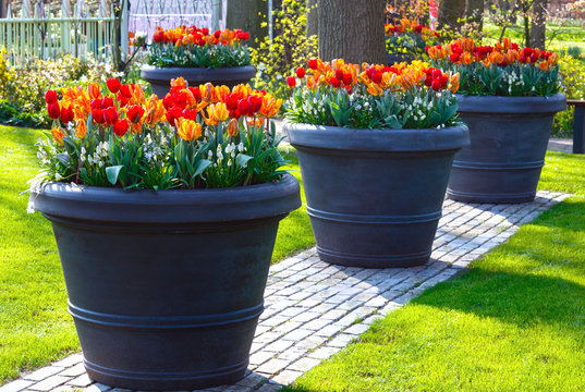 Fototapeta Red-yellow tulips in big flowerpots in spring park.