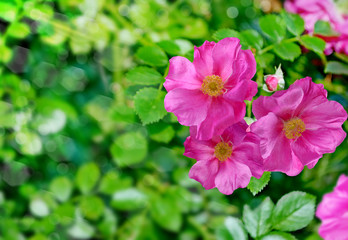 Fototapeta na wymiar Landscape, flower rosehip
