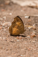 Fototapeta na wymiar Brown moth on ground with wings up