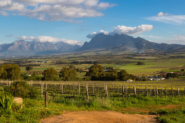 South African winelands
Western Cape province is home of the famous South African wine estates