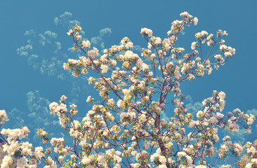 Naklejka premium Cherry blossoms against the sky