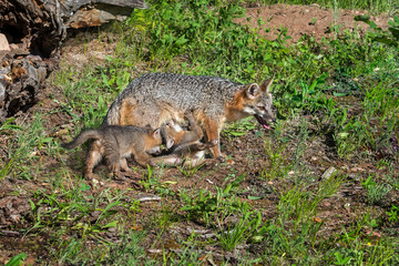 Naklejka na ściany i meble Grey Fox Vixen and Feeding Kit (Urocyon cinereoargenteus)