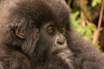 Obraz premium Close-up of baby gorilla staring in forest