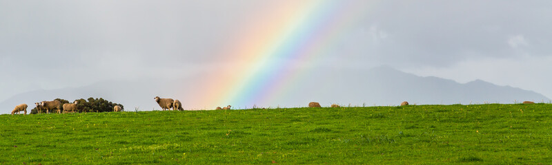 Striking rainbow
Sheep are unaware of the striking rainbow in the Western Cape province