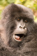 Close-up of gorilla yawning with mouth open