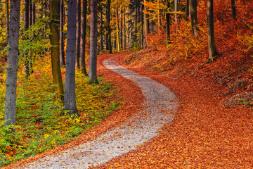 Fototapeta jesień w lesie bukowym obraz
