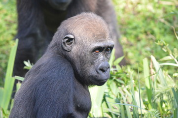 gorille