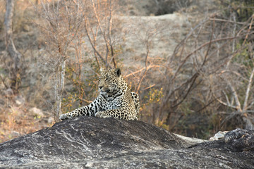 Leopard resting on a rock