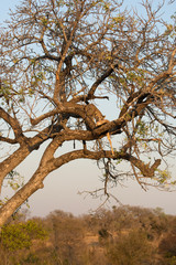 Fototapeta na wymiar Leopard feeding on impala