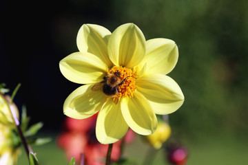 yellow flower close up