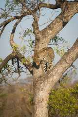 Fototapeta na wymiar Leopard climbing down a tree