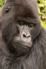 Close-up of silverback looking down in forest