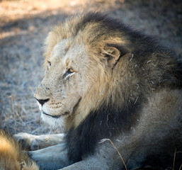 Male lion