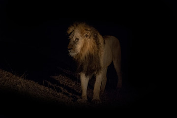 Lion at night