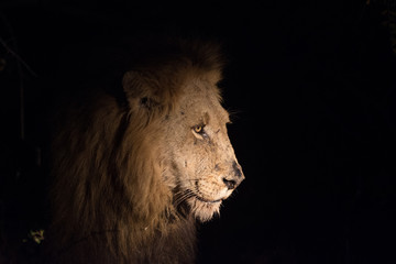 Obraz na płótnie Canvas Lion at night