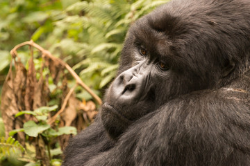 Close-up of sitting gorilla looking down sadly