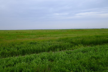 Deichvorland an der Nordsee bei Hilgenriedersiel, Ostfriesland,