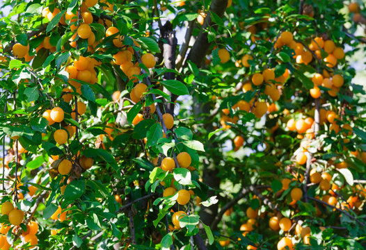 Orange cherry plum tree